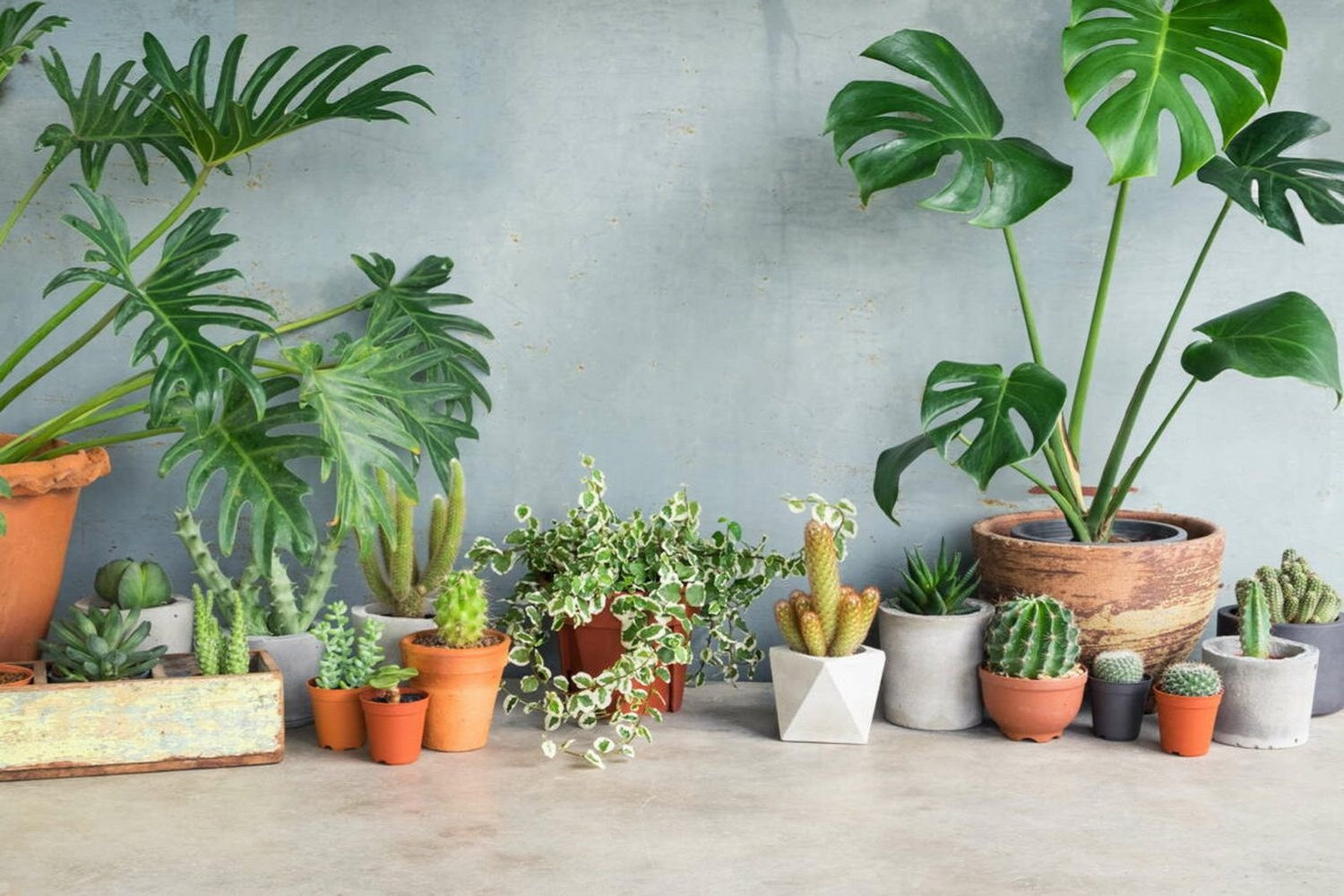 Die 10 Besten Pflanzen Für Drinnen - Plantura in Grünpflanzen Fürs Wohnzimmer