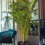 Die 25 Schönsten Pflanzen Für Das Wohnzimmer for Grünpflanzen Fürs Wohnzimmer